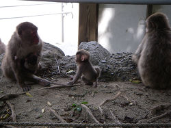 The baby monkeys