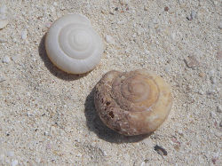 Fossils of Snails