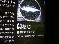 The Jack Mackerels