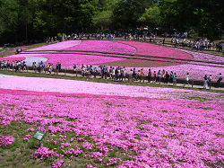 Hill of the Ground pink