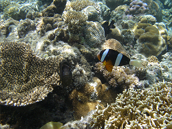 The coral reef of Zamami Island